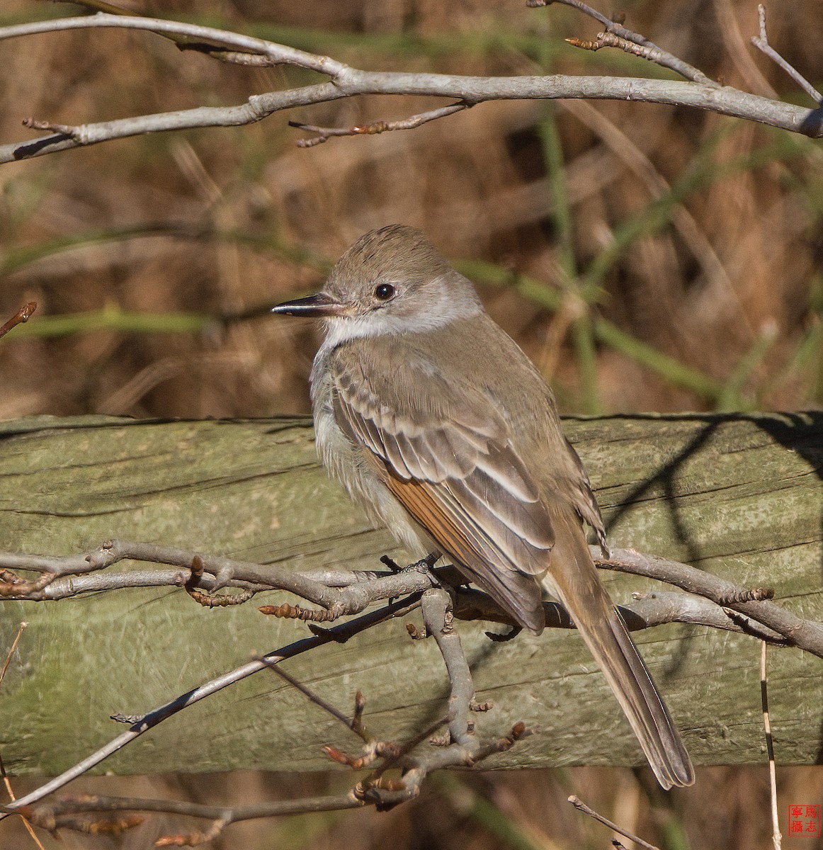 Ash-throated Flycatcher - ML646756871