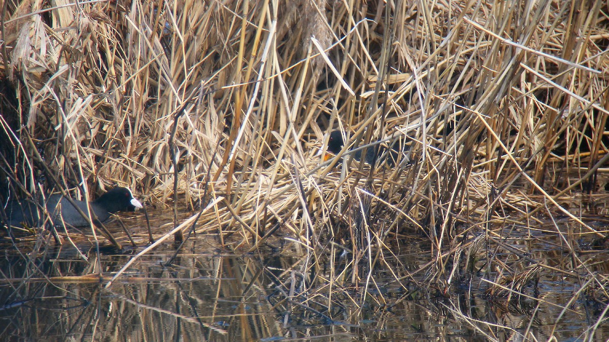 Sakarmeke - ML646756872