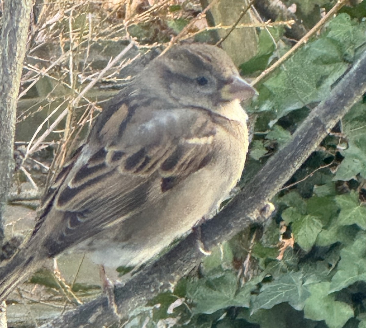 Домовый воробей - ML646756873