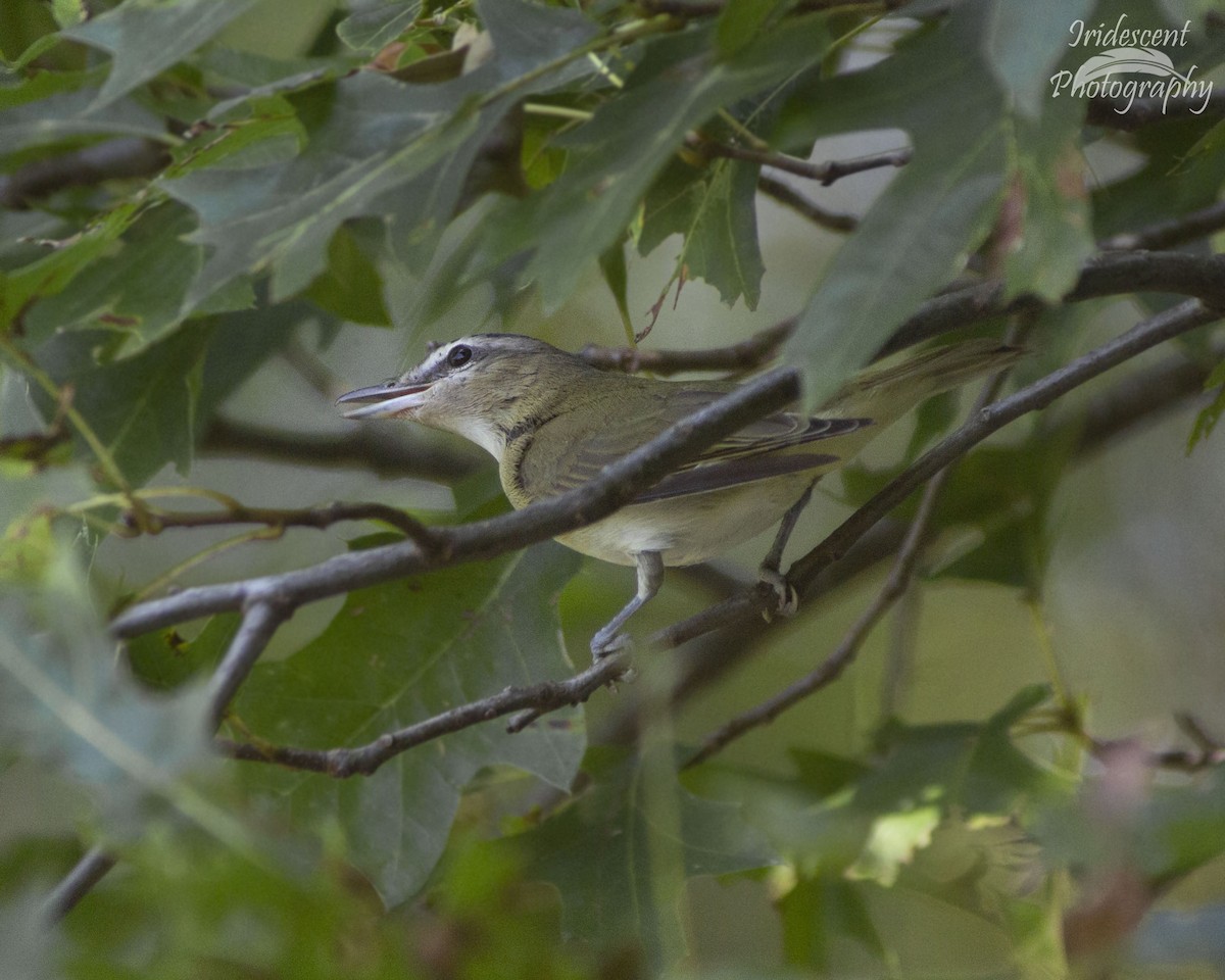 Красноглазый виреон - ML646756875