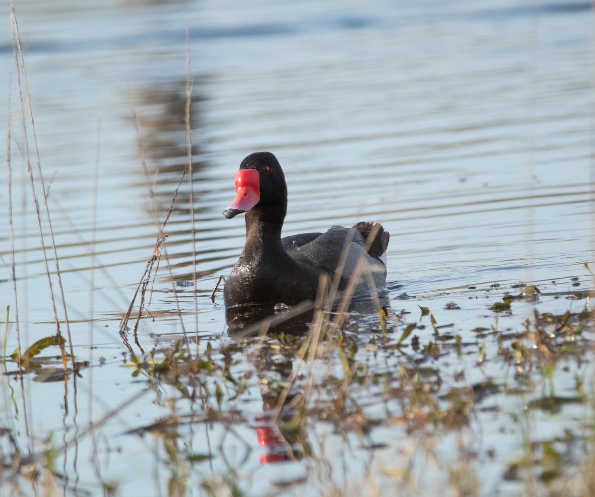 Rosy-billed Pochard - ML646756876