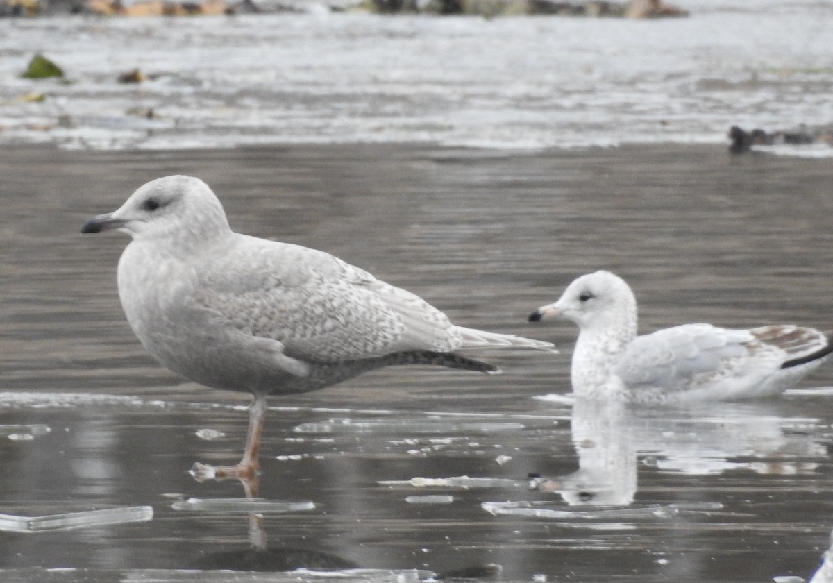 שחף איסלנדי - ML646756877