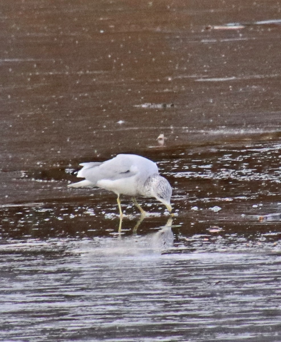 Delawareko kaioa - ML646756878