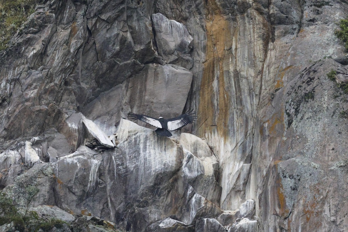 Кондор андський - ML646756879