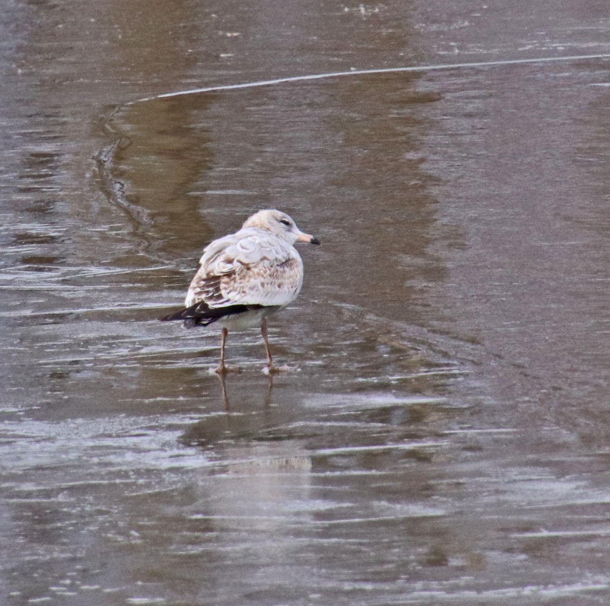 Delawareko kaioa - ML646756880