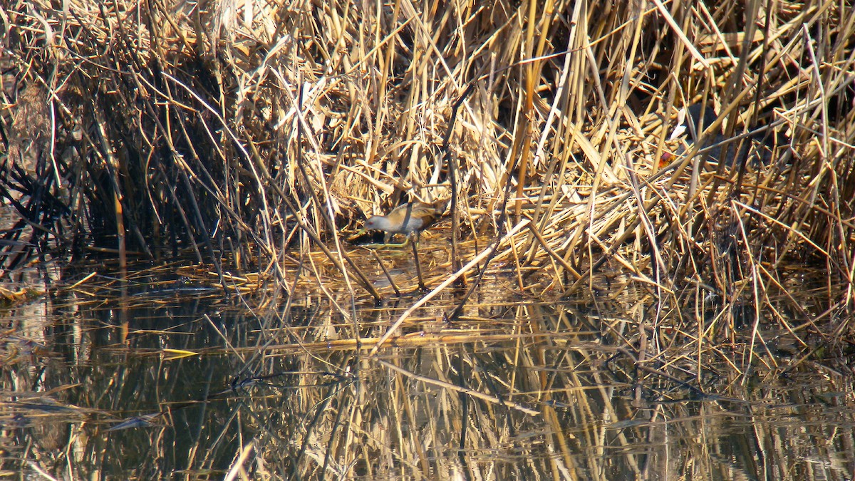 Погонич малий - ML646756882