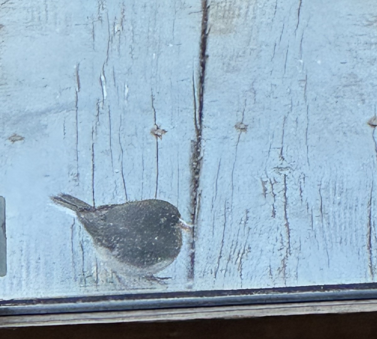 Юнко сірий - ML646756883