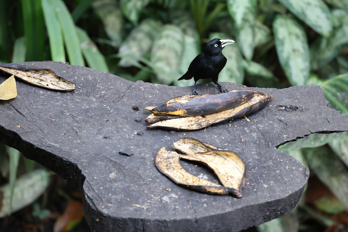 Scarlet-rumped Cacique - ML646756884