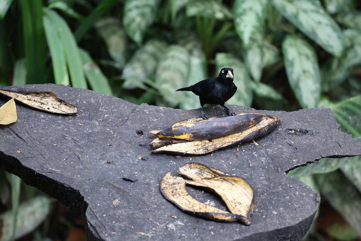 Scarlet-rumped Cacique - ML646756885