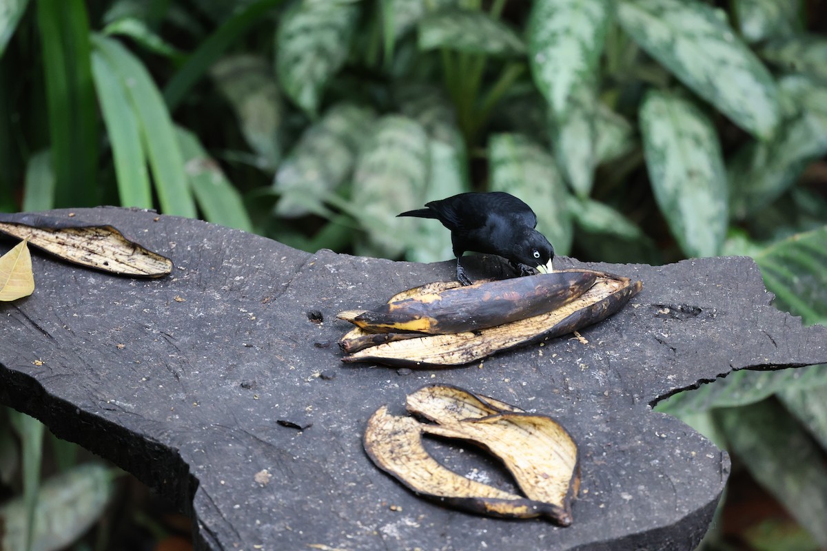 Scarlet-rumped Cacique - ML646756886