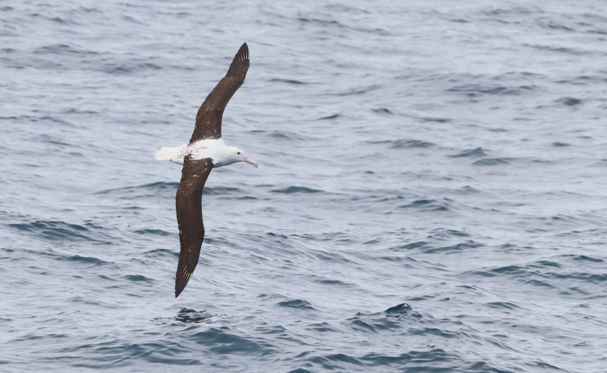 Альбатрос королівський північний - ML646756887