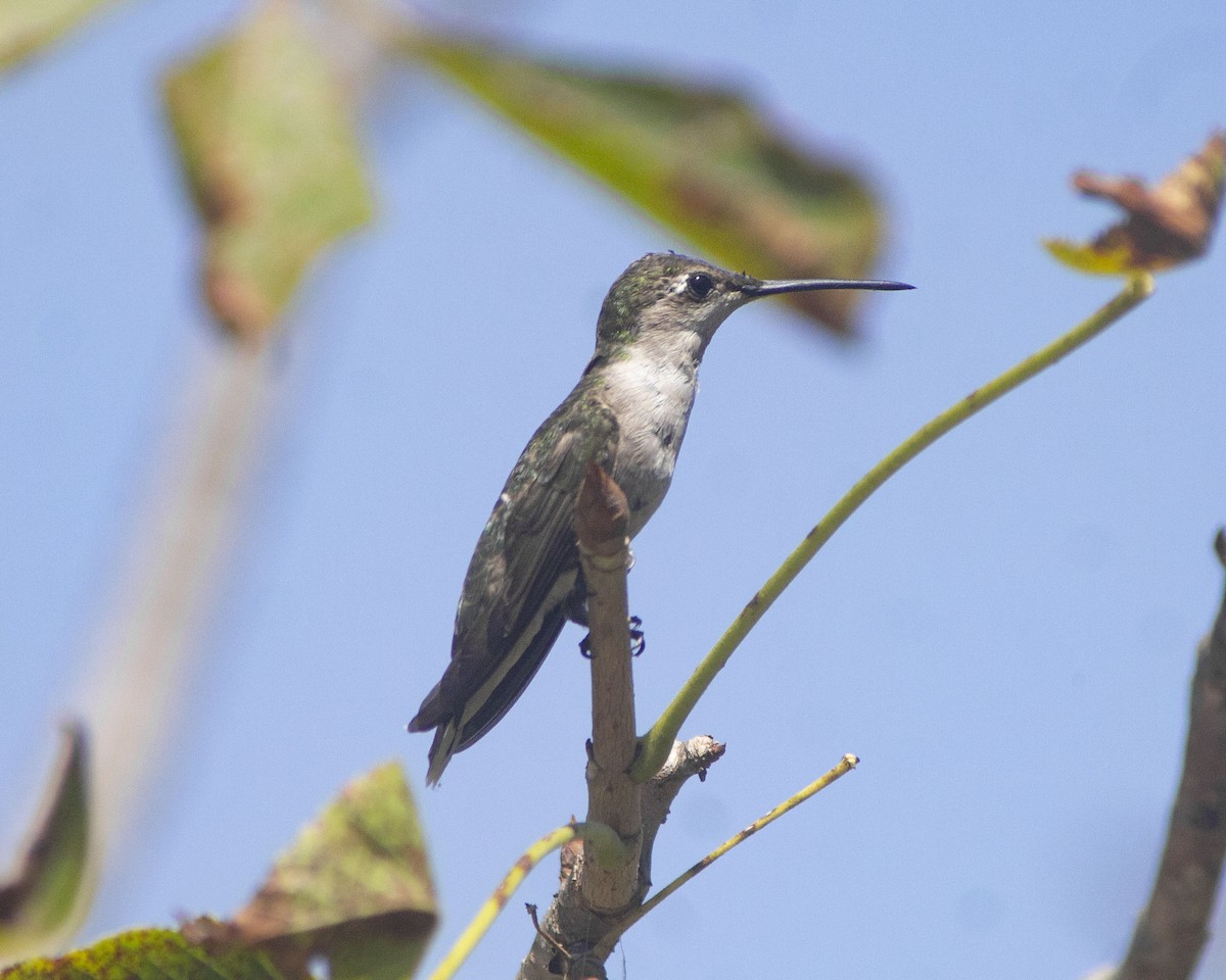 Колібрі рубіновогорлий - ML646756888