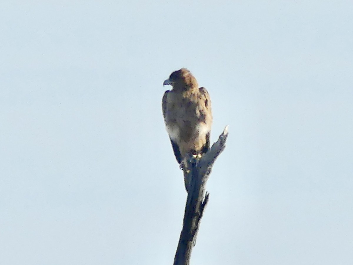 Орел-карлик білоголовий - ML646756890