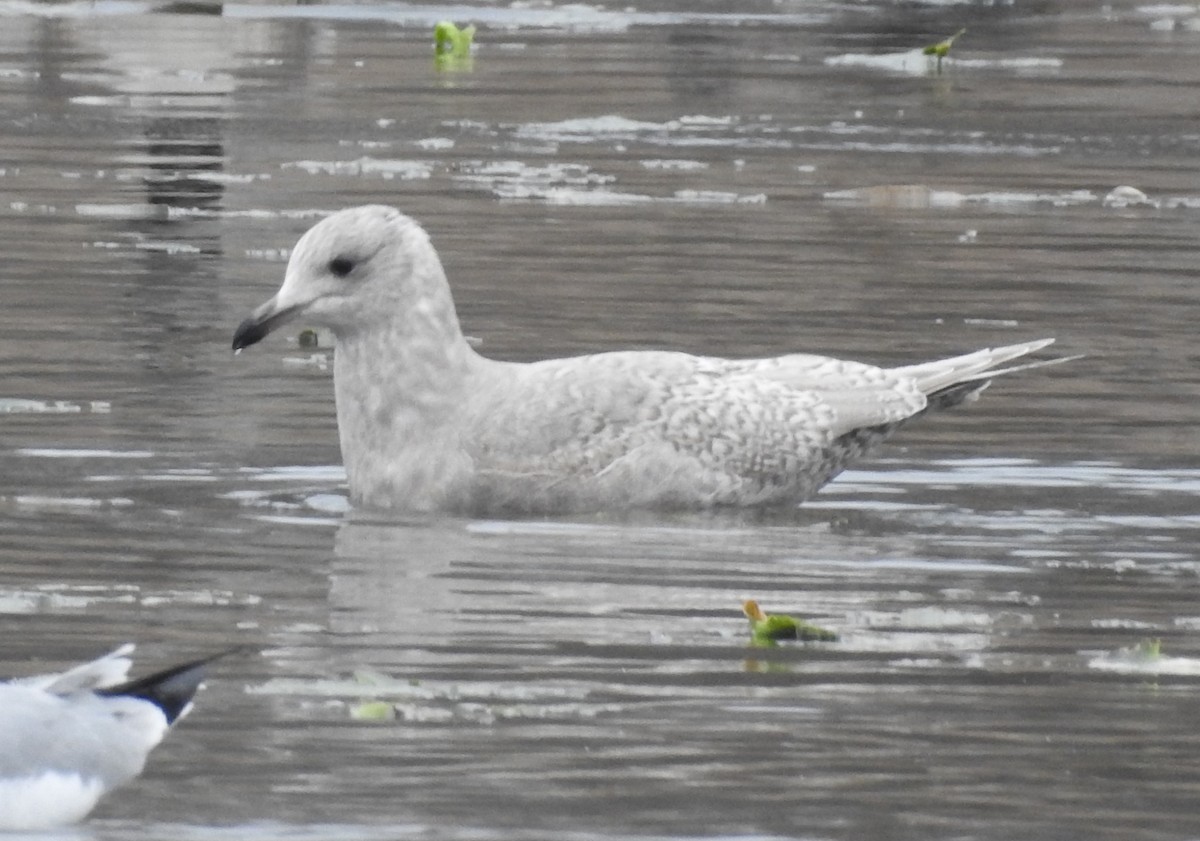 Мартин гренландський - ML646756891