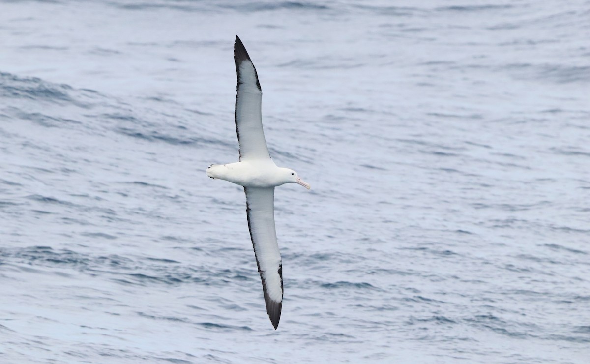 Альбатрос королівський північний - ML646756892