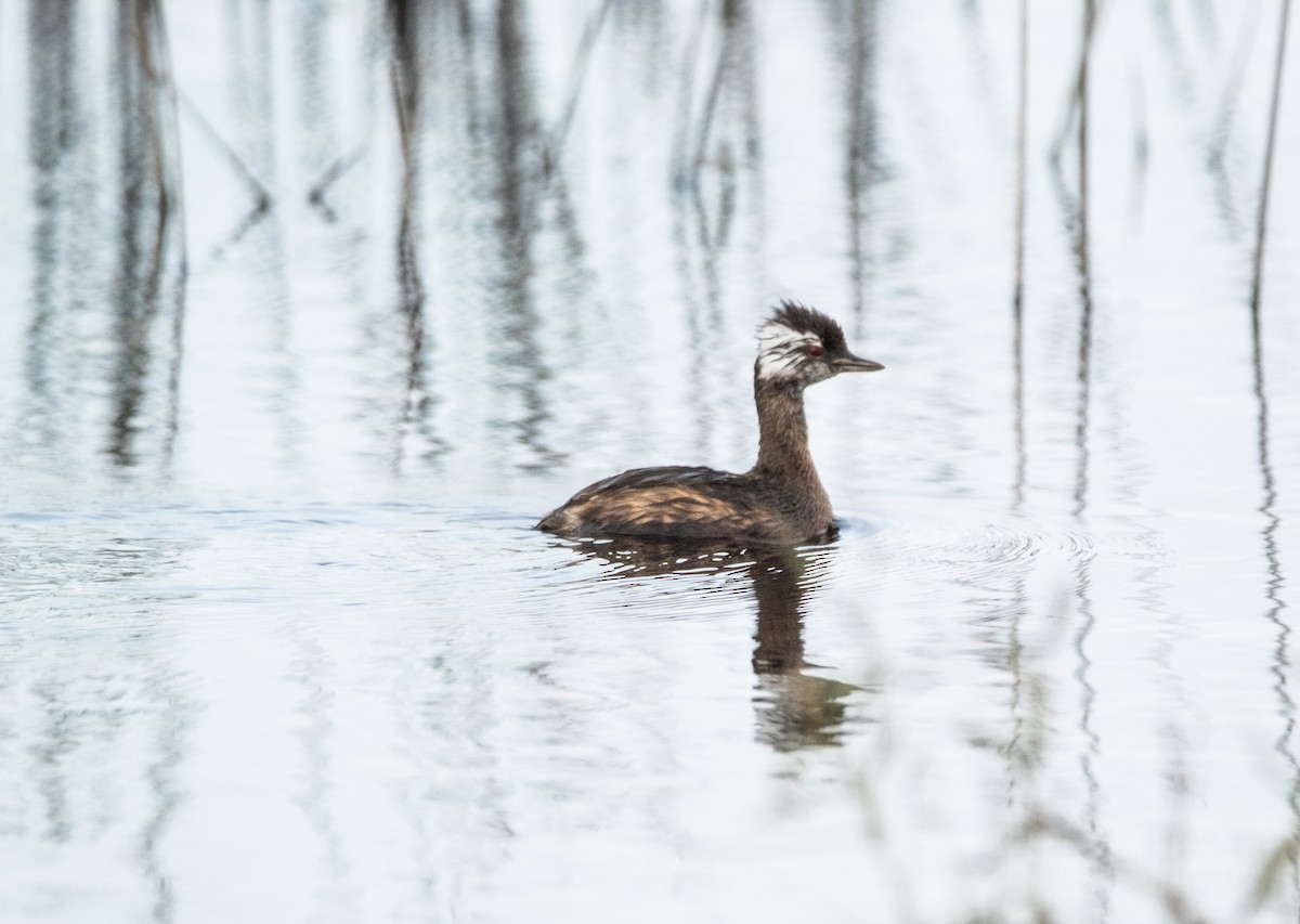 Пірникоза Роланда - ML646756893