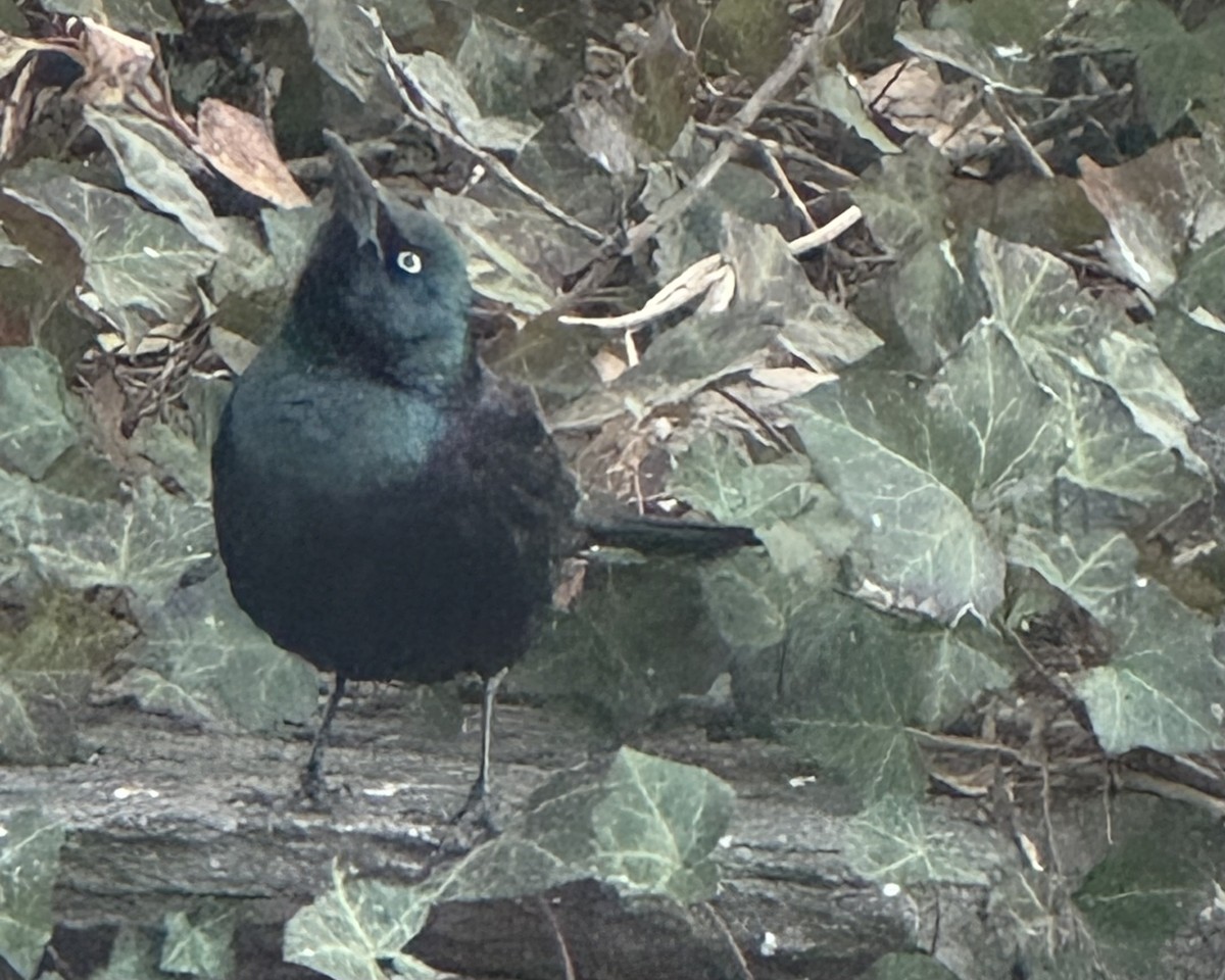 Гракл пурпуровошиїй - ML646756895