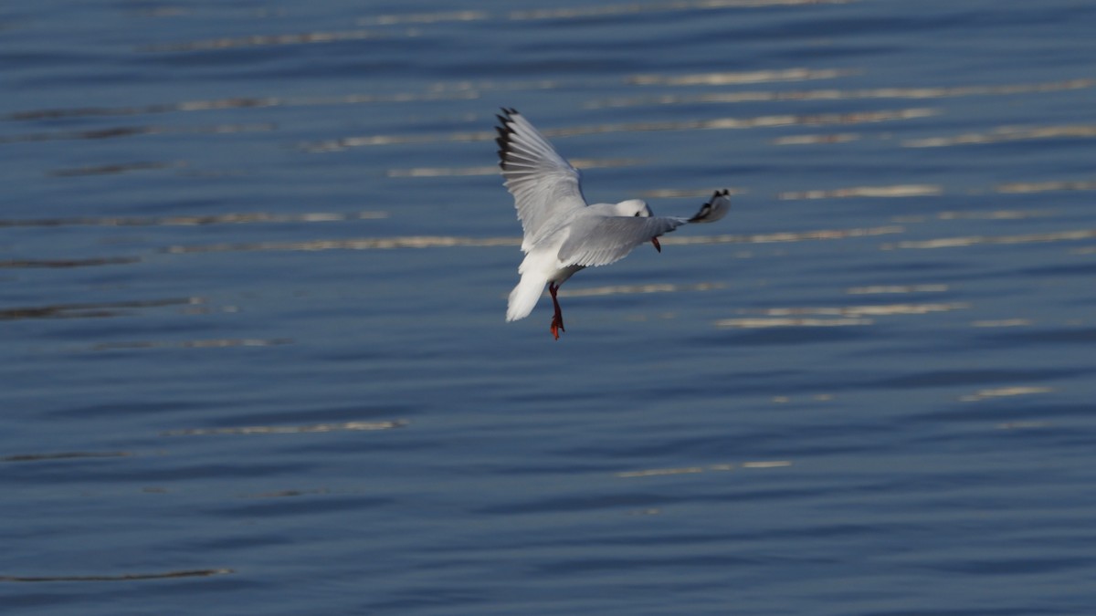 Мартин звичайний - ML646756896