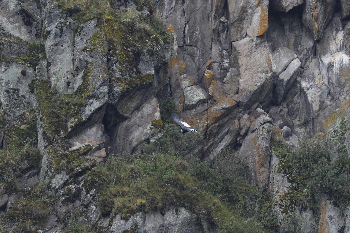 Кондор андський - ML646756897