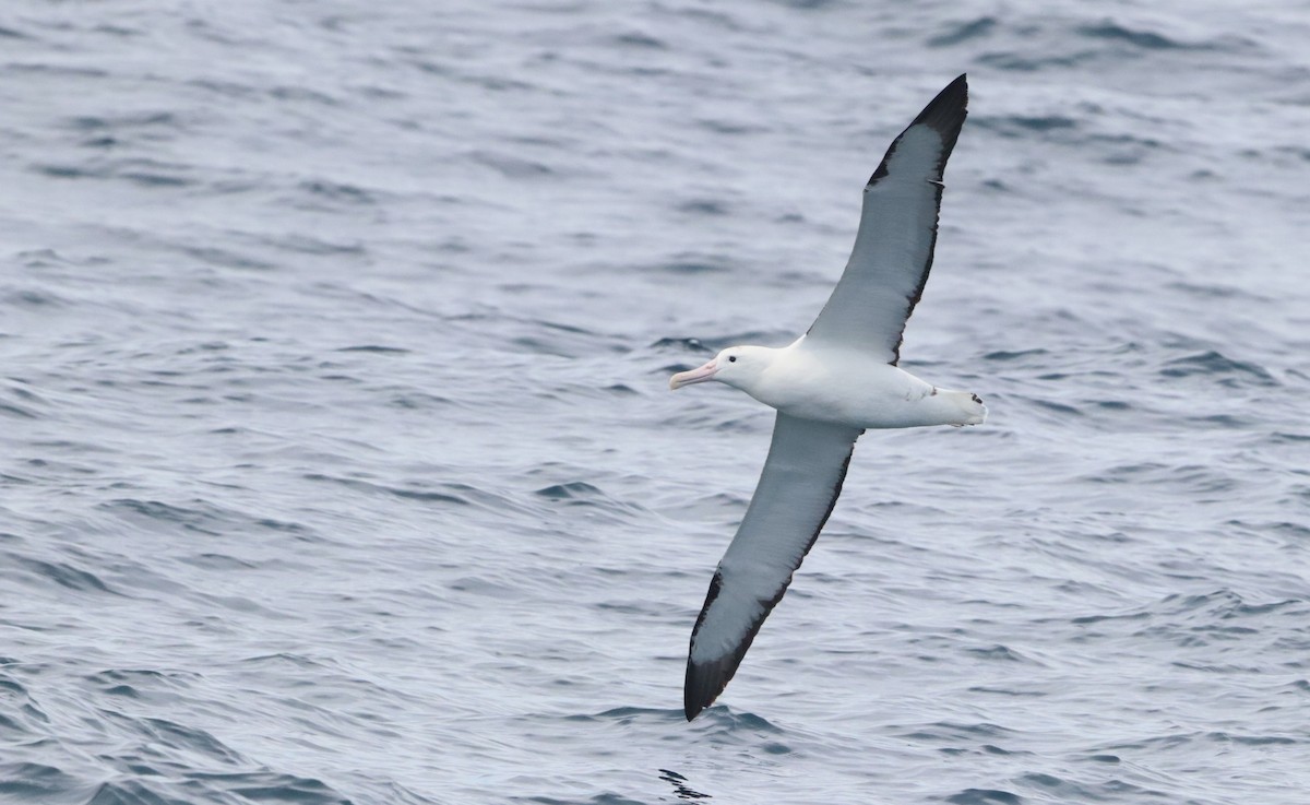 Альбатрос королівський північний - ML646756899