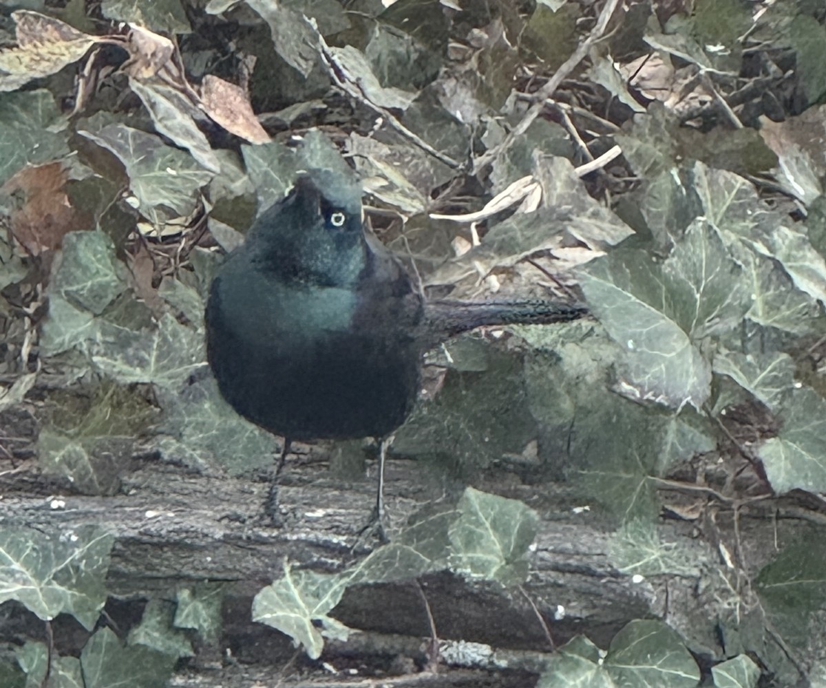 Гракл пурпуровошиїй - ML646756900