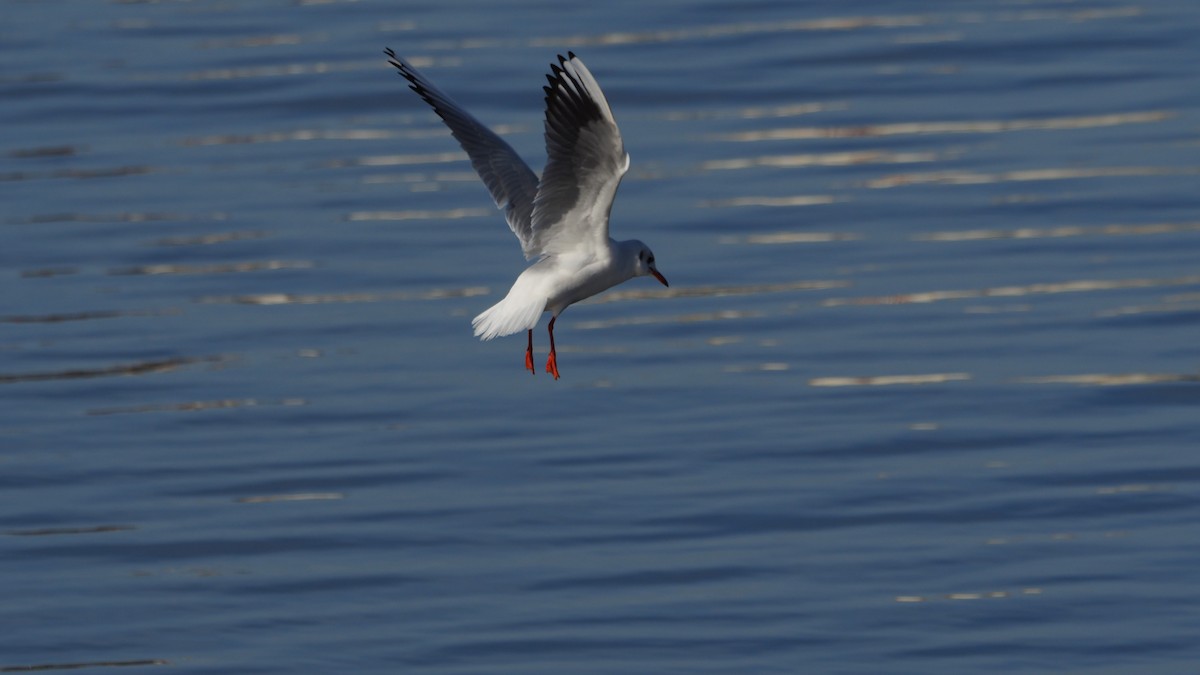 Мартин звичайний - ML646756901