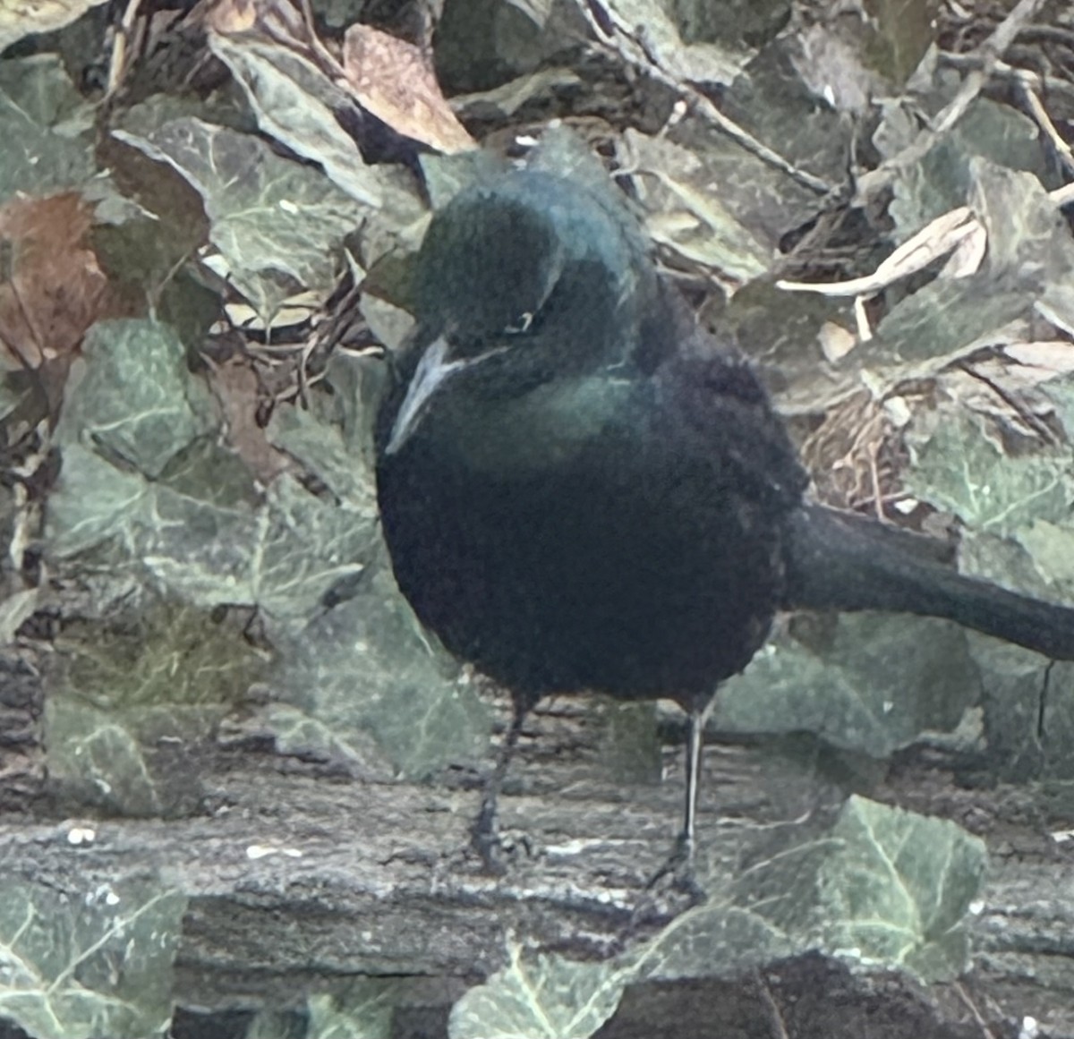 Гракл пурпуровошиїй - ML646756907