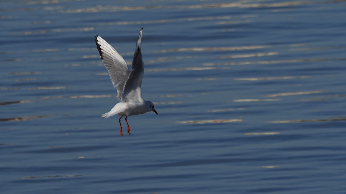 Мартин звичайний - ML646756908