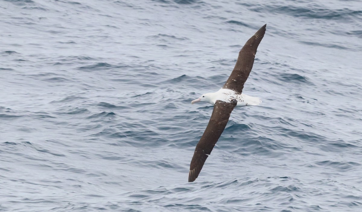 Альбатрос королівський північний - ML646756909