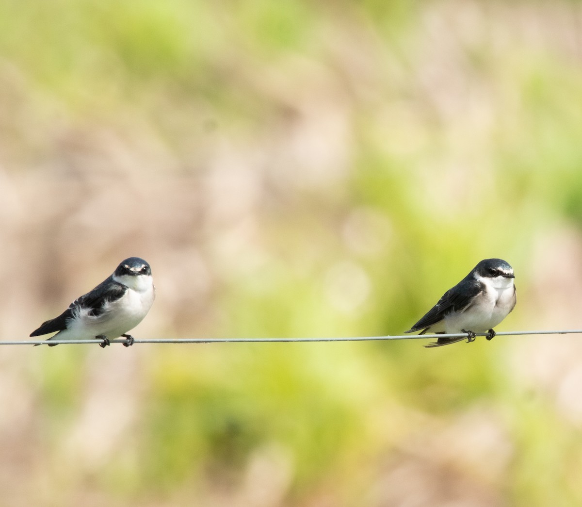 Білозорка лазурова - ML646756910