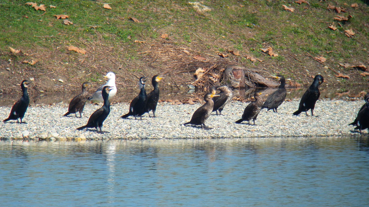 Баклан великий - ML646756911