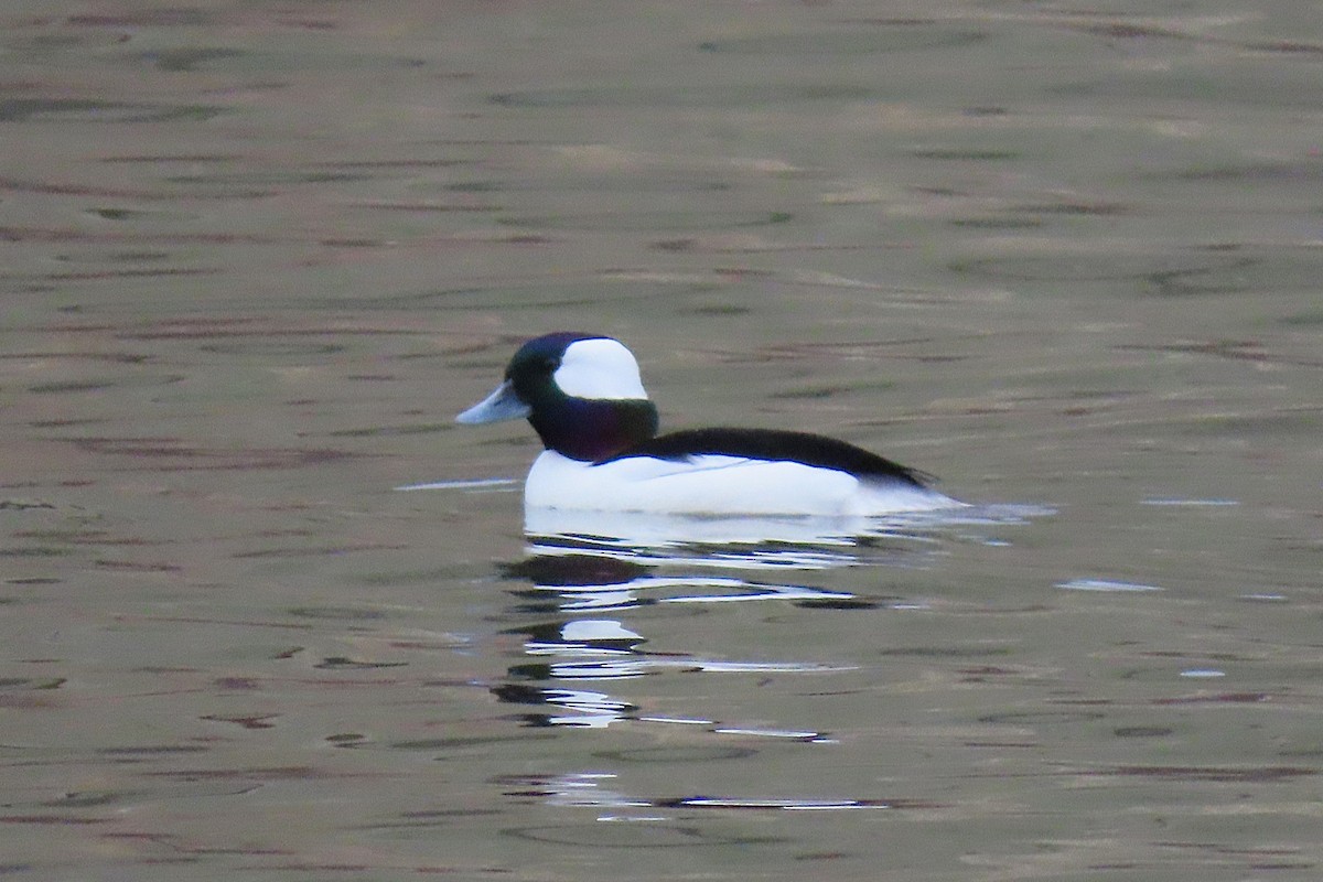 Гоголь малий - ML646756912