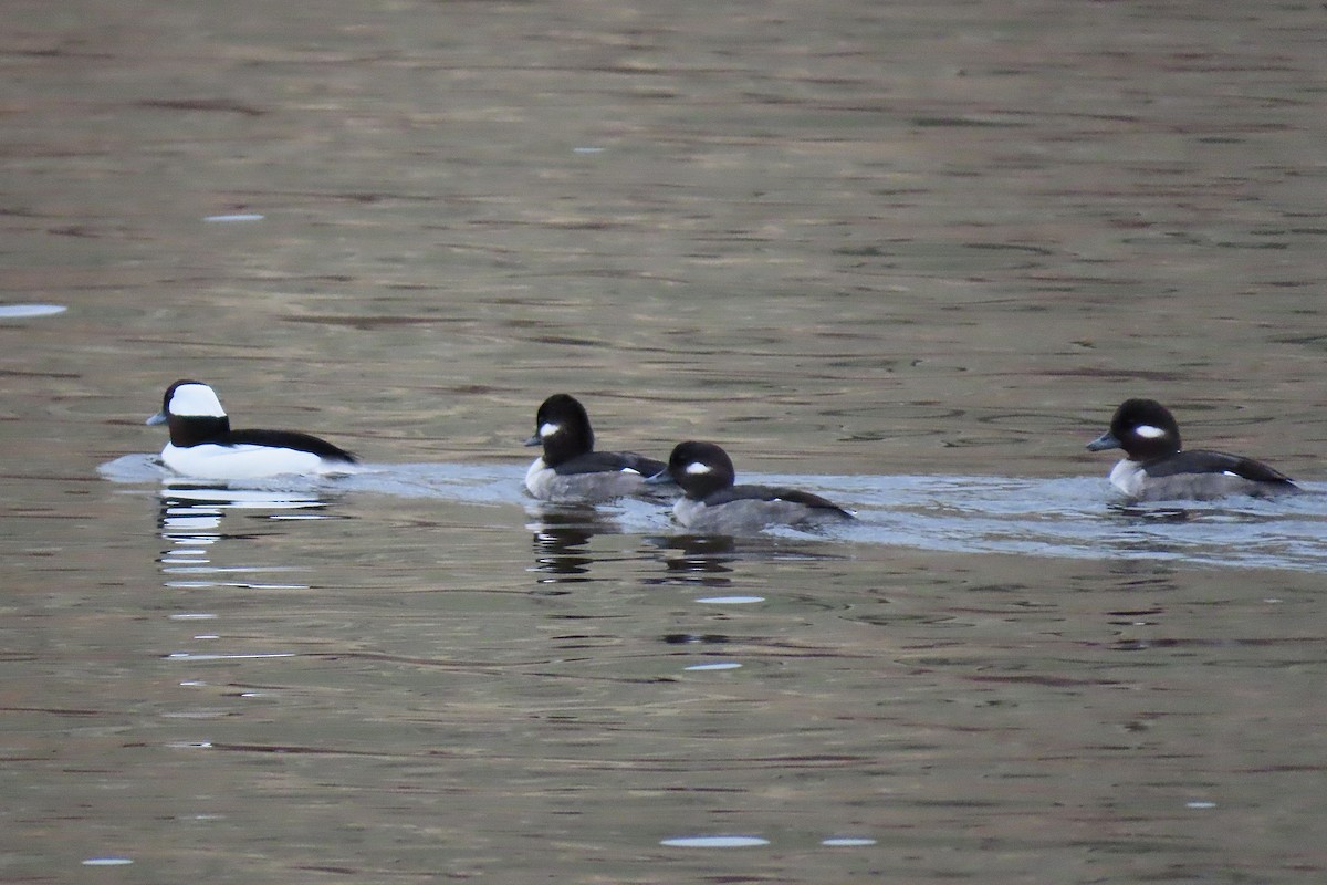 Гоголь малий - ML646756913