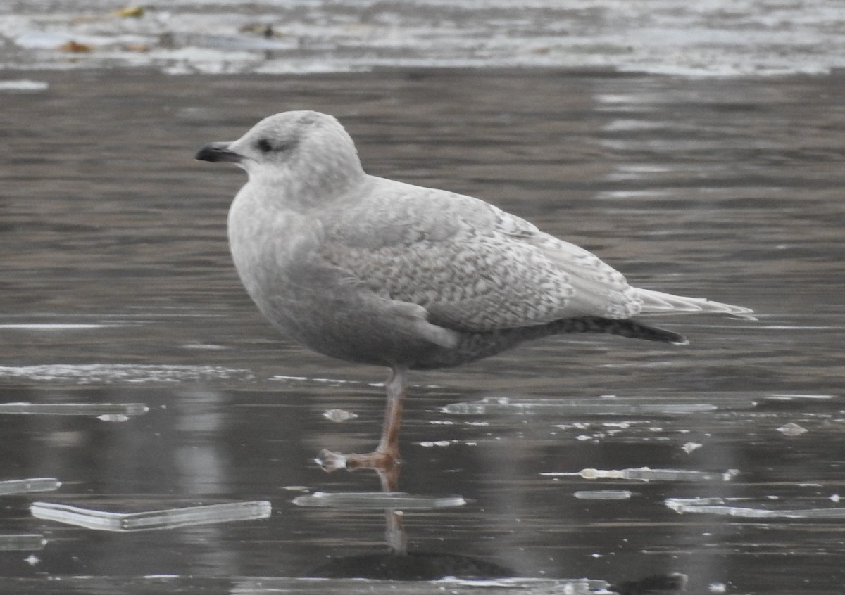 Мартин гренландський - ML646756914