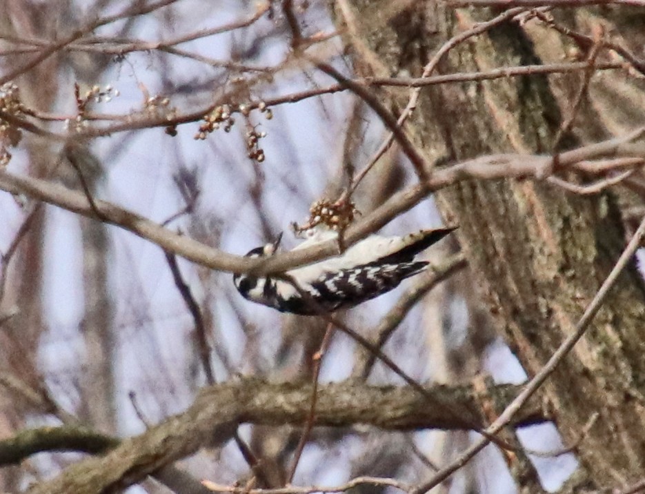 Дятел пухнастий - ML646756916