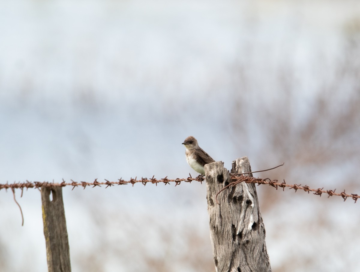 Щурик бурий - ML646756917