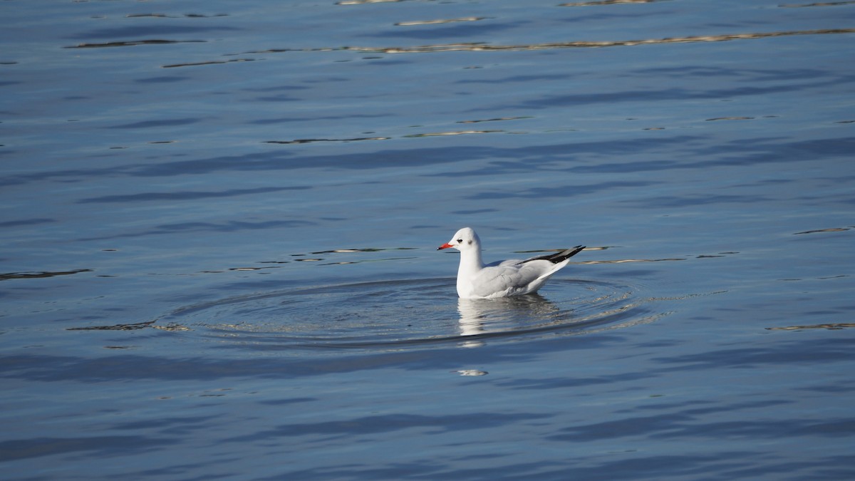 Мартин звичайний - ML646756918