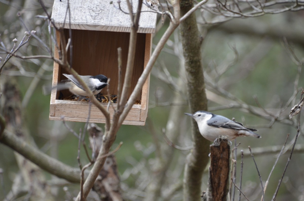 Гаїчка світлокрила - ML646756919