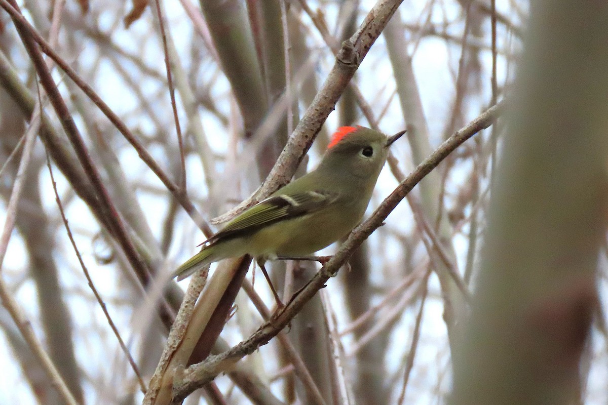 מלכילון אמריקני - ML646756921