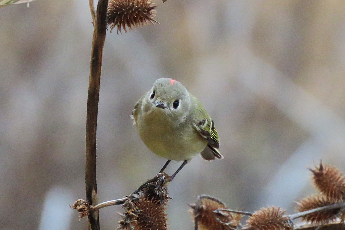 מלכילון אמריקני - ML646756922