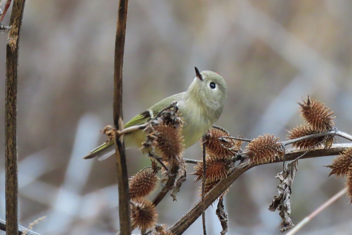 מלכילון אמריקני - ML646756923