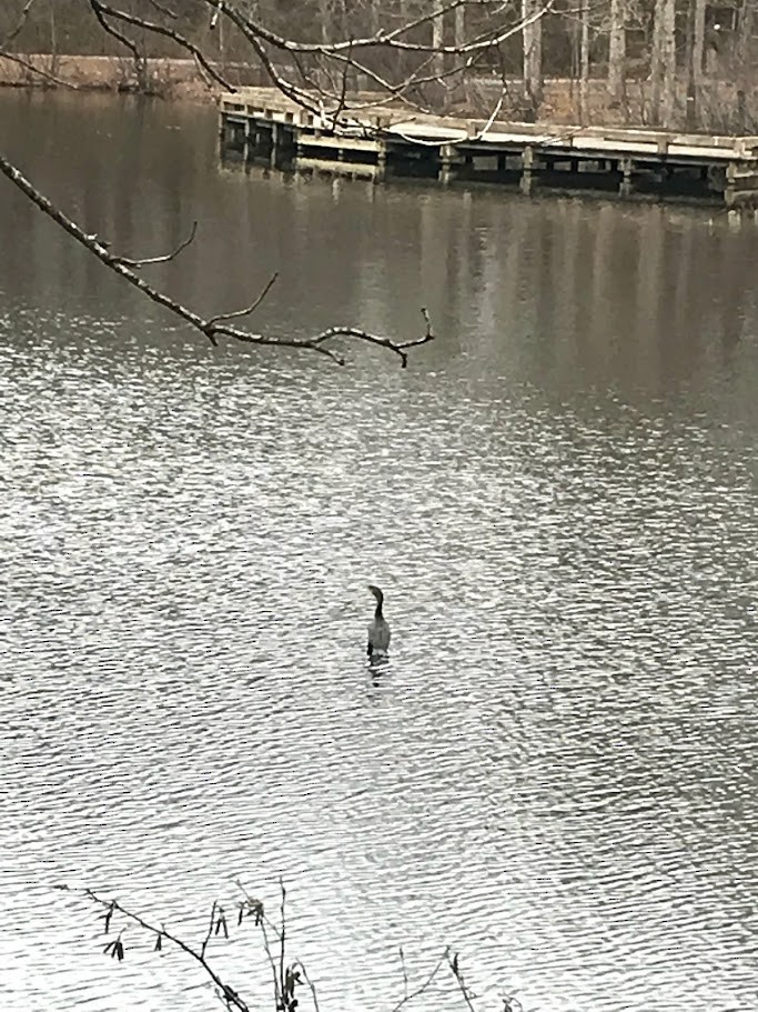 totoppskarv - ML646756924