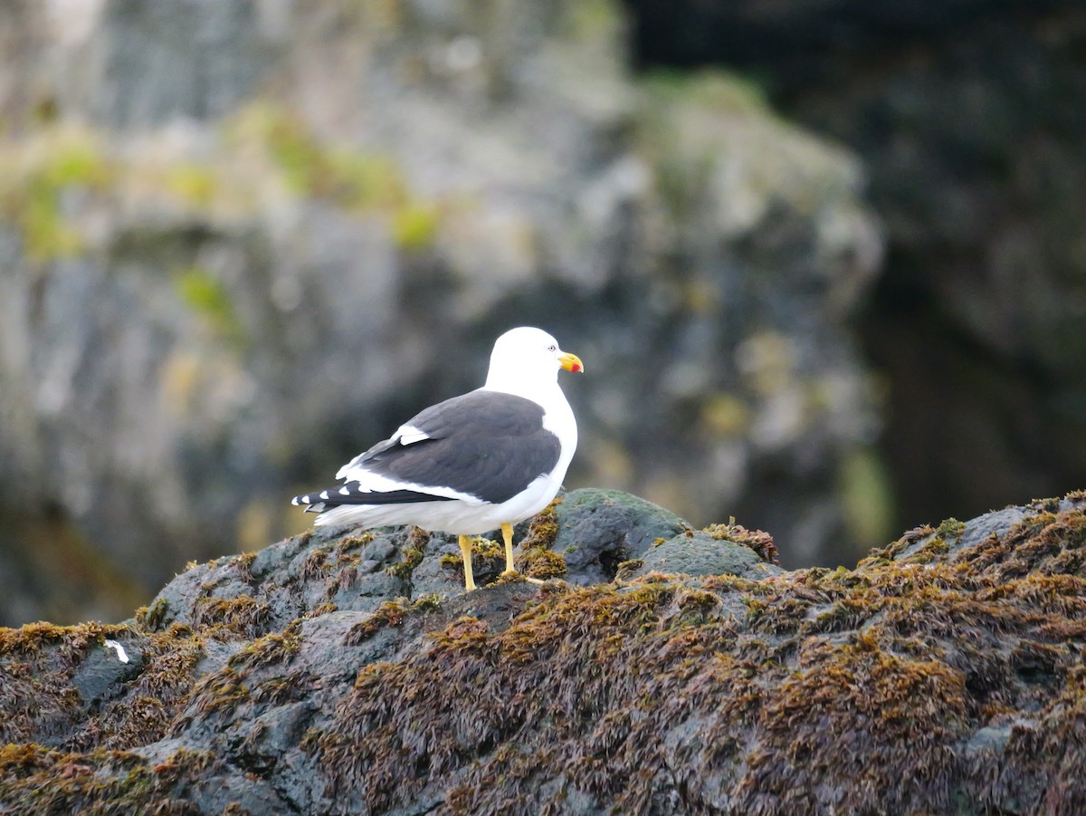Kelp Gull - ML646756926