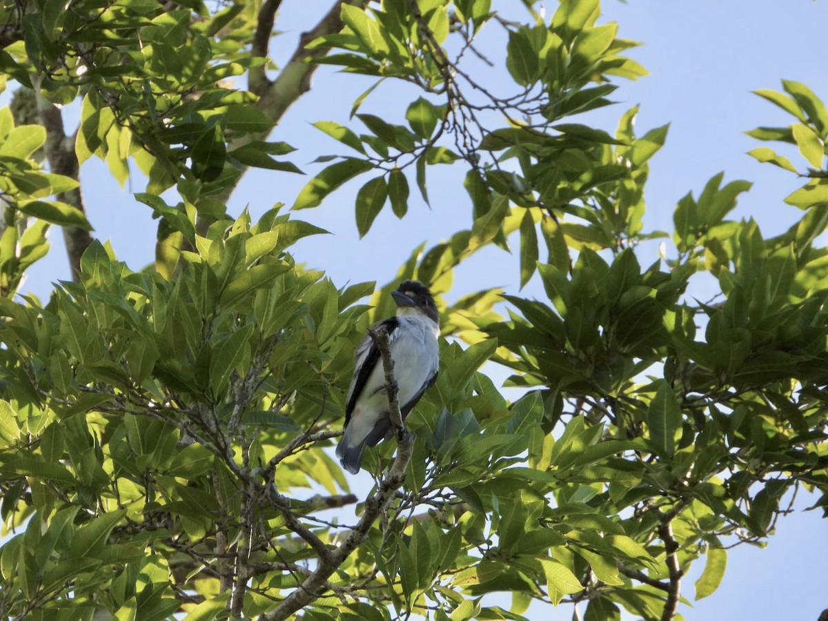 Black-crowned Tityra - ML646756928