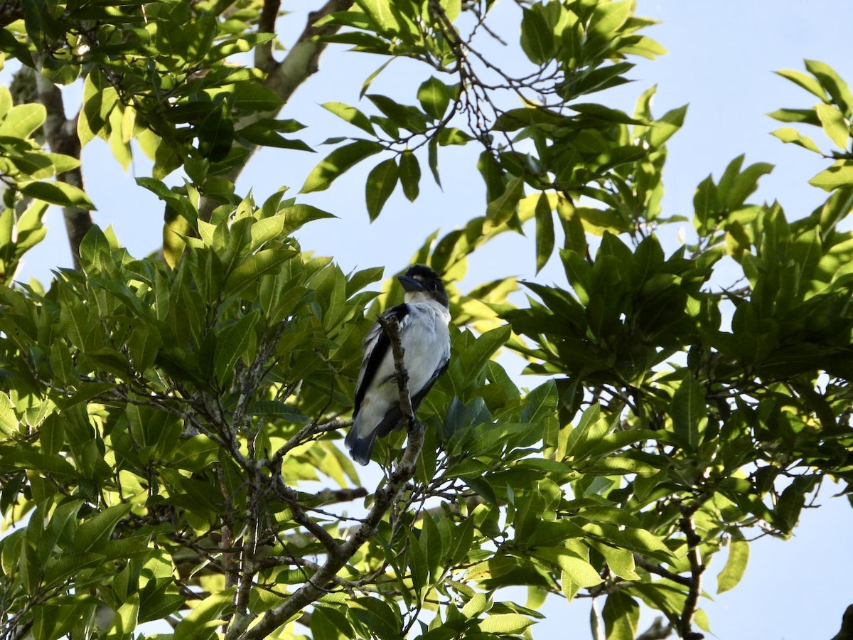 Black-crowned Tityra - ML646756929