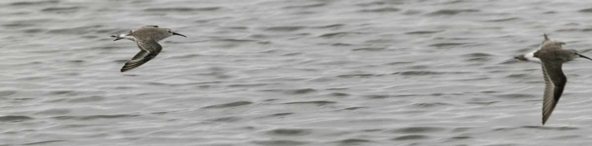 Curlew Sandpiper - ML646756931