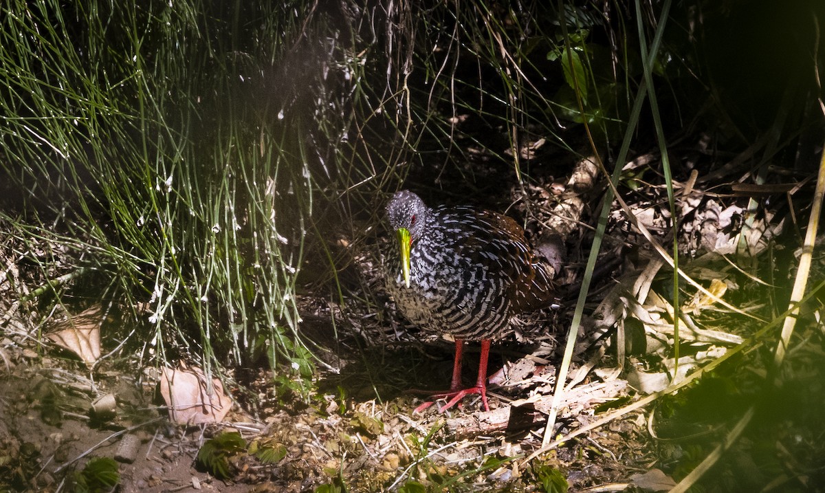 Пастушок строкатий - ML646756932