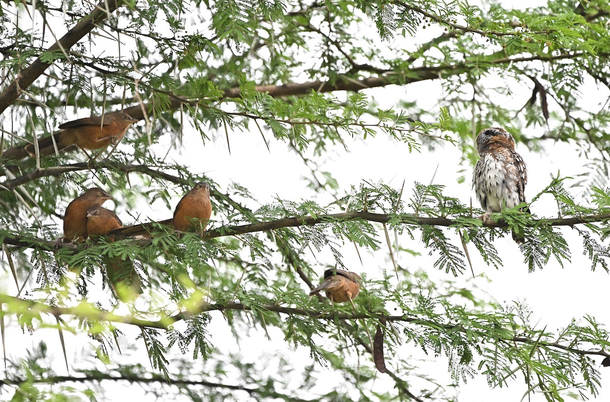 Rufous Chatterer - ML646756933