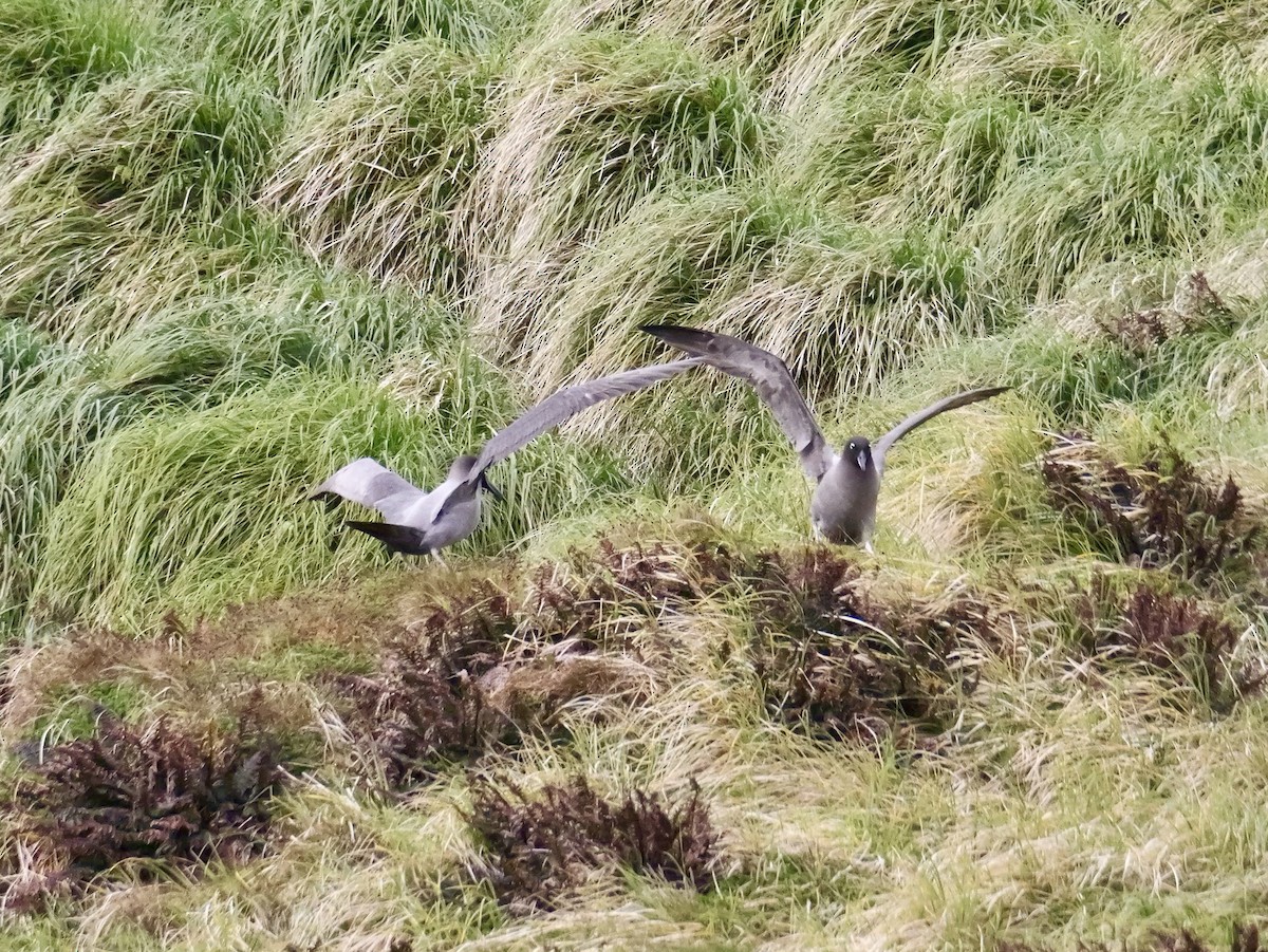 Light-mantled Albatross - ML646756940
