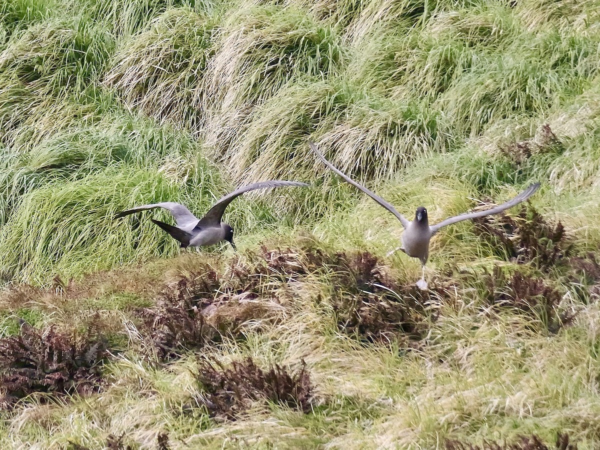 Light-mantled Albatross - ML646756941